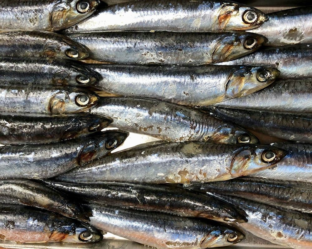Anchoas de Santoña, Herencia del Cantábrico en Cada Filete