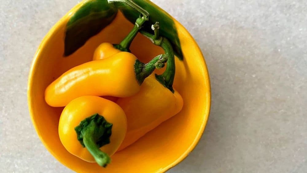 Ají Amarillo, das gelbe Feuer der peruanischen Küche