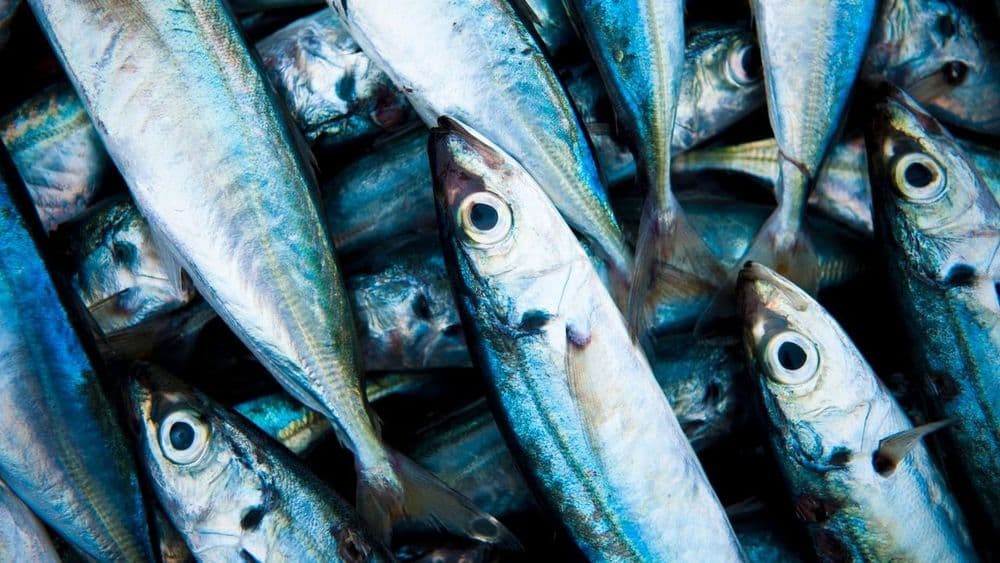 Anchovy Butter and the Flexitarian's Case for Strategic Umami