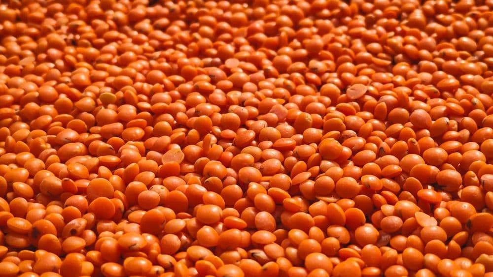 Papilla de lentejas rojas con caldo casero, primer contacto con proteína vegetal a los seis meses