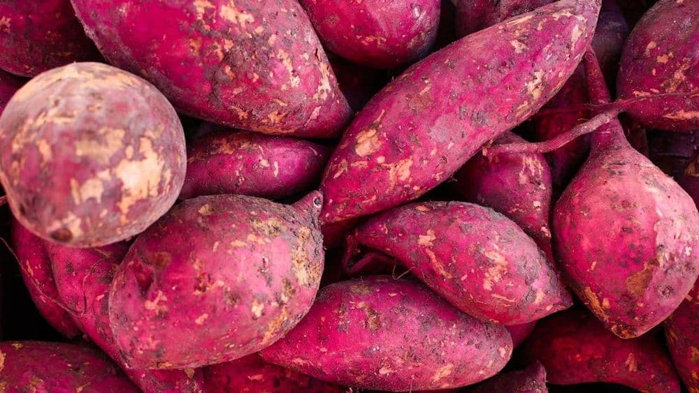 Patate Dolci Paleo, Carboidrati Densi da Gestire con Precisione